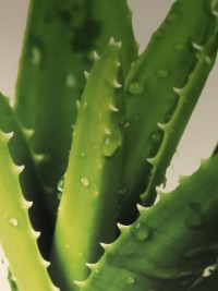 Aloe leaves 